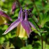 Aquilegia Buergeriana Calimero